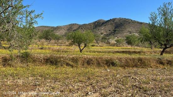  Terreno en Tallante - MURCIA 