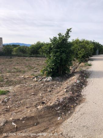 Parcela rustica al lado de la ucam - MURCIA