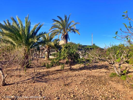 FINCA RUSTICA EN ALTABIX CON AGUA Y LUZ - ALICANTE