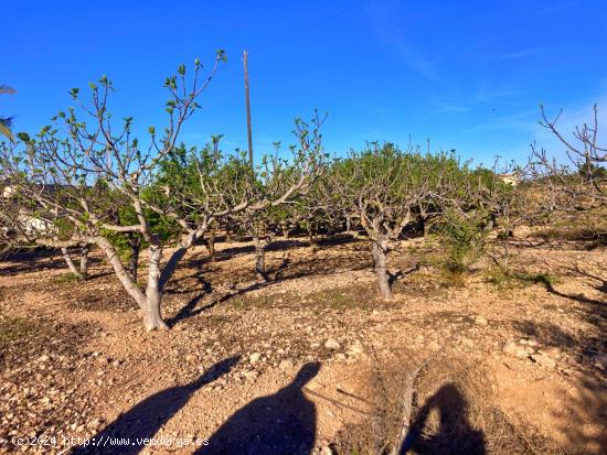 FINCA RUSTICA EN ALTABIX CON AGUA Y LUZ - ALICANTE