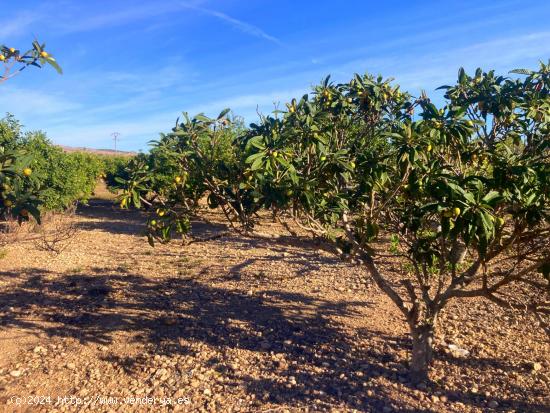 FINCA RUSTICA EN ALTABIX CON AGUA Y LUZ - ALICANTE