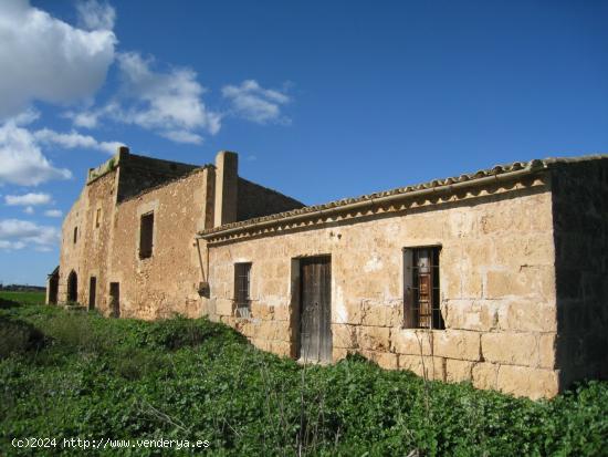 125 hectáreas para energéticas o cultivo más casas - BALEARES