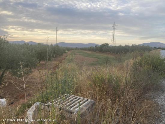 VENTA DE PARCELA RUSTICA, EN ALBOLOTE - GRANADA