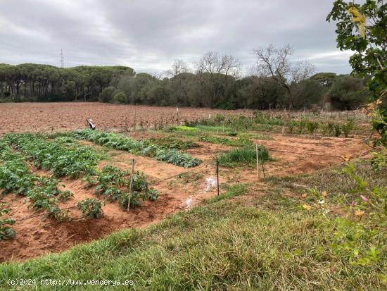 FINCA RUSTICA EN LA MUELA CON CASA PARA REFORMAR - CADIZ