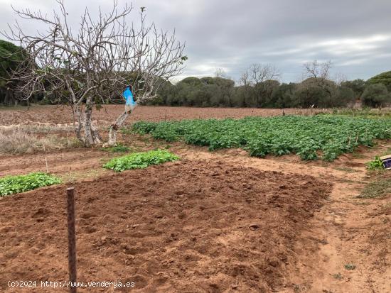 FINCA RUSTICA EN LA MUELA CON CASA PARA REFORMAR - CADIZ