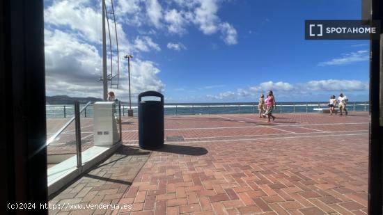 Estudio en Las Palmas de Gran Canaria - LAS PALMAS