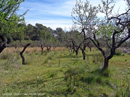 Parcela rustica en Murla - ALICANTE