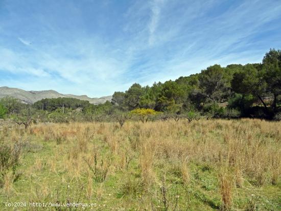 Parcela rustica en Murla - ALICANTE