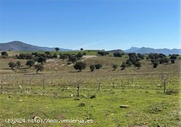 FINCA AGRÍCOLA DE 184 HECTÁREAS EN VILLARRODRIGO (JAÉN) - JAEN