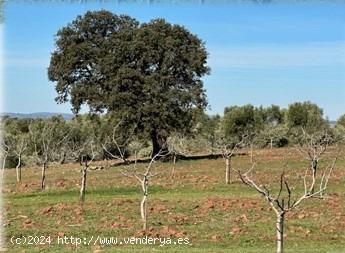 FINCA AGRÍCOLA DE 184 HECTÁREAS EN VILLARRODRIGO (JAÉN) - JAEN