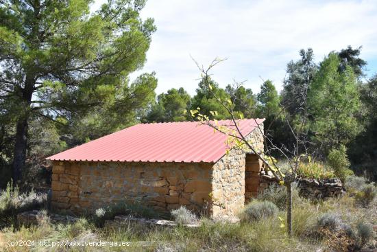 Finca de olivos en valle tranquilo - TERUEL