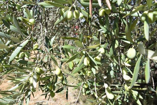 Finca de olivos en valle tranquilo - TERUEL