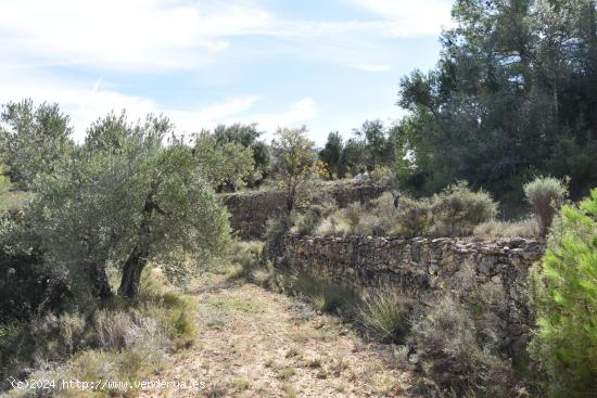 Finca de olivos en valle tranquilo - TERUEL