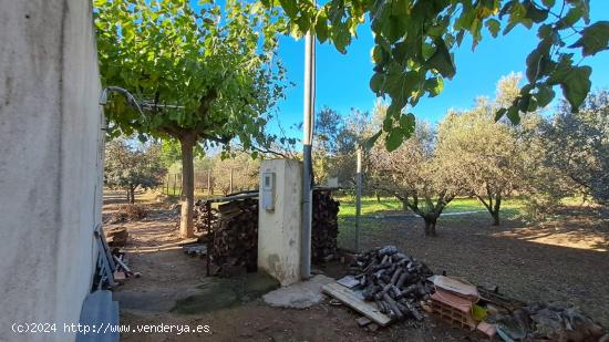 FINCA RÚSTICA CON NARANJOS EN VILA-SECA - TARRAGONA