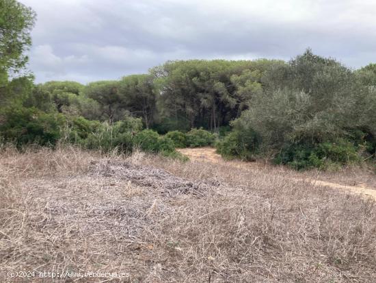 TIERRA DE MONTE BAJO EN LA MUELA - CADIZ