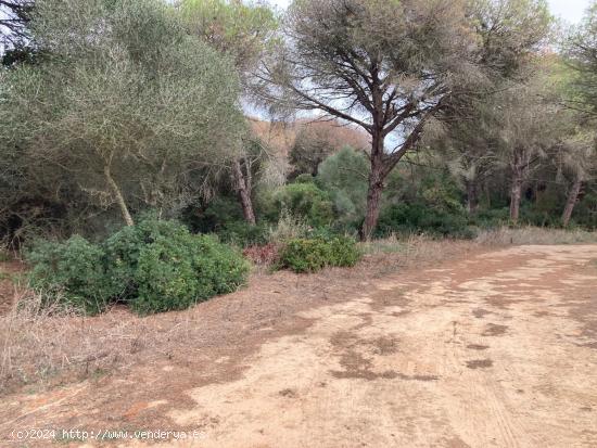 TIERRA DE MONTE BAJO EN LA MUELA - CADIZ