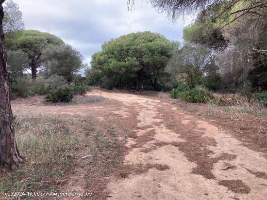 TIERRA DE MONTE BAJO EN LA MUELA - CADIZ