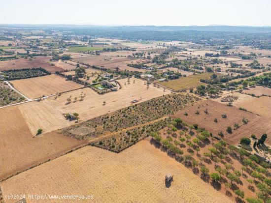 TERRENO EDIFICABLE EN SENCELLES - BALEARES