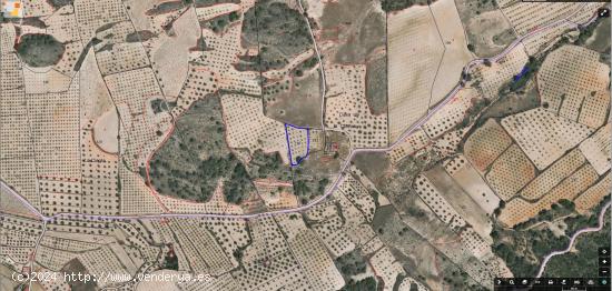  EN VENTA TERRENO RUSTICO CON ALMENDROS EN PRODUCCION - MURCIA 