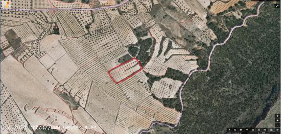  SE VENDE O SE ALQUILA TERRENO RUSTICO CON ALMENDROS EN PRODUCCION 7.263 m2 - MURCIA 