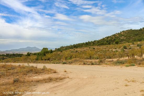 Terreno no urbano en Jumilla - MURCIA