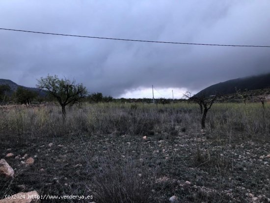 PARCELA EN LA ROMANA