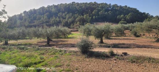  Finca rustica en venta Olocau. - VALENCIA 