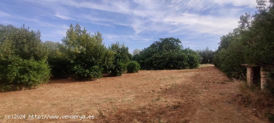 TERRENO URBANIZABLE SECTORIZADO EN ALMENSILLA - SEVILLA