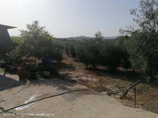 FINCA RUSTICA CON CASITA, EN EL CARPIO. - CORDOBA