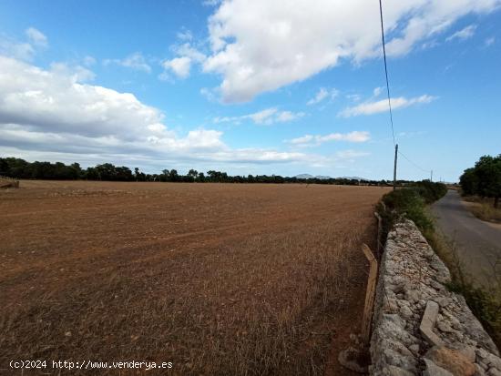 Gran finca rústica a 3 km de Porreres - BALEARES