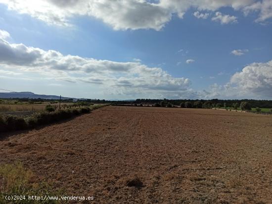  Finca rústica a 3 km de Porreres - BALEARES 