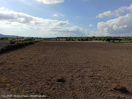 Finca rústica a 3 km de Porreres - BALEARES