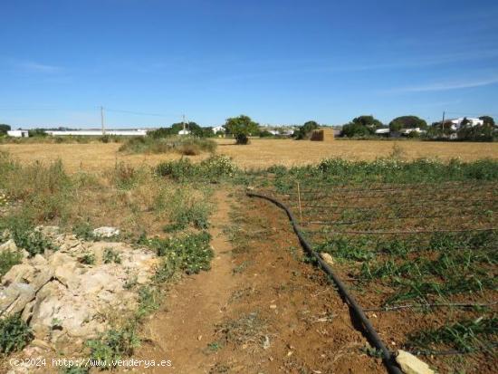 ESTUPENDA FINCA EN BARRIO NUEVO (CONIL) - CADIZ