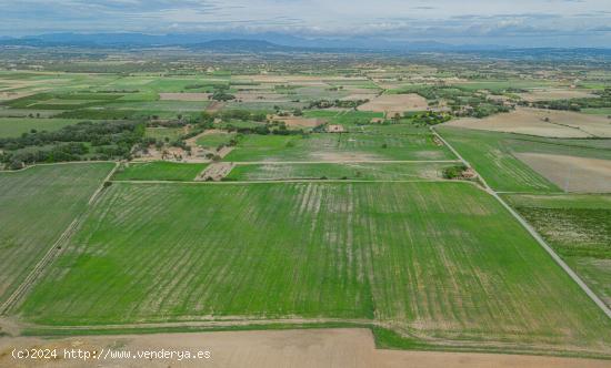  Gran terreno edificable en las afueras de Manacor - BALEARES 