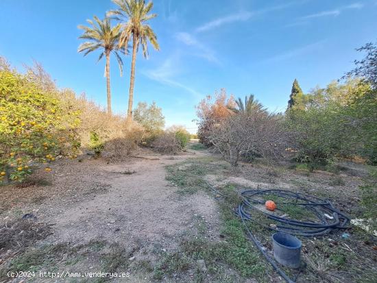 Finca rústica de en la Hoya, Elche con 11.000 metros de parcela. - ALICANTE