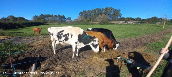 Se vende terreno rústico en Escalante - CANTABRIA