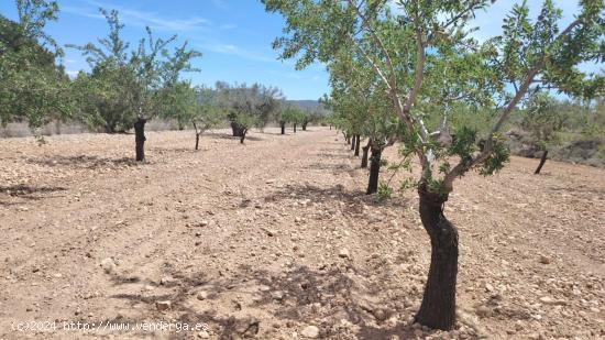  TERRENO EN MONOVAR - ALICANTE 