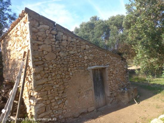  OCASIOIN FINCA RUSTICA PLANTADA DE OLIVOS EN MORA D´EBRE - TARRAGONA 