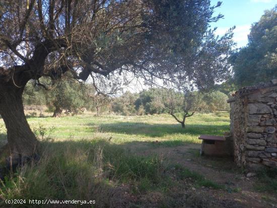 OCASIOIN FINCA RUSTICA PLANTADA DE OLIVOS EN MORA D´EBRE - TARRAGONA