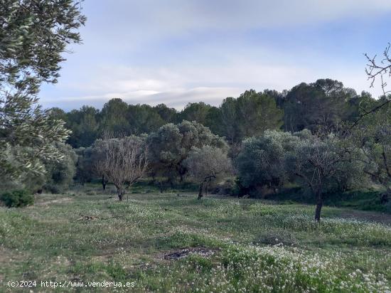 OCASIOIN FINCA RUSTICA PLANTADA DE OLIVOS EN MORA D´EBRE - TARRAGONA