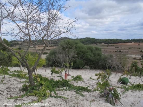  Terreno libre en Montuiri de 5.452m2 con caseta de 20m2 + otra de 7m2. - BALEARES 