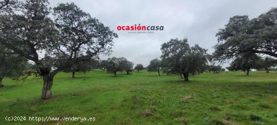  FINCA RÚSTICA EN TORRECAMPO - CORDOBA 