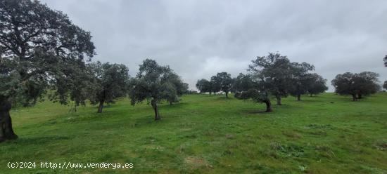 FINCA RÚSTICA EN TORRECAMPO - CORDOBA