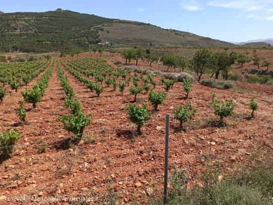 se venden 2 parcelas por separado en alcolea - ALMERIA