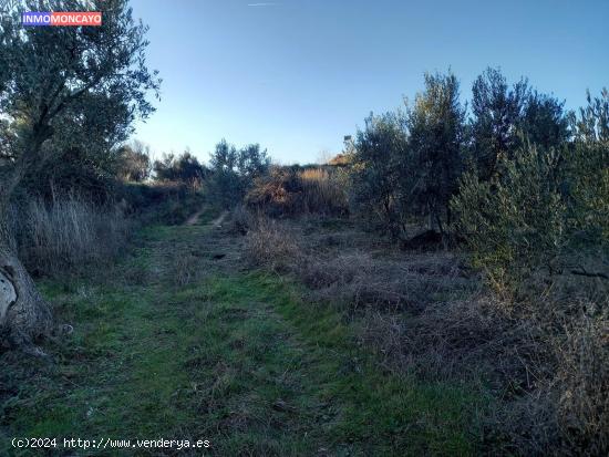 Se vende olivar a 3 km de Tortoles - ZARAGOZA