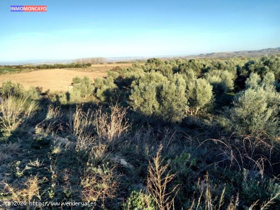 Se vende olivar a 3 km de Tortoles - ZARAGOZA