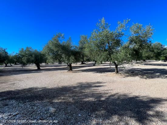 FINCA RÚSTICA MAS DE BARBERANS - TARRAGONA