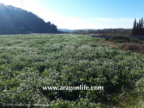 Finca en venta en Caspe (Zaragoza)