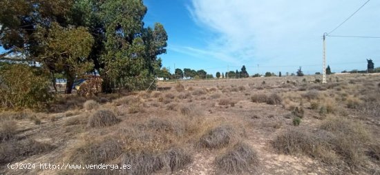 Terreno en la carretera del Elche al Altet