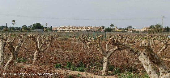 Terreno urbanizable en Elche pedanias zona Perleta